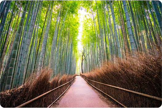 forest image
