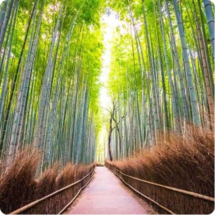forest image